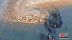 国际海豹日：辽东湾斑海豹种群已稳定在2000头左右