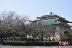 武大樱花将盛放 湖北邀全球游客来鄂赏樱